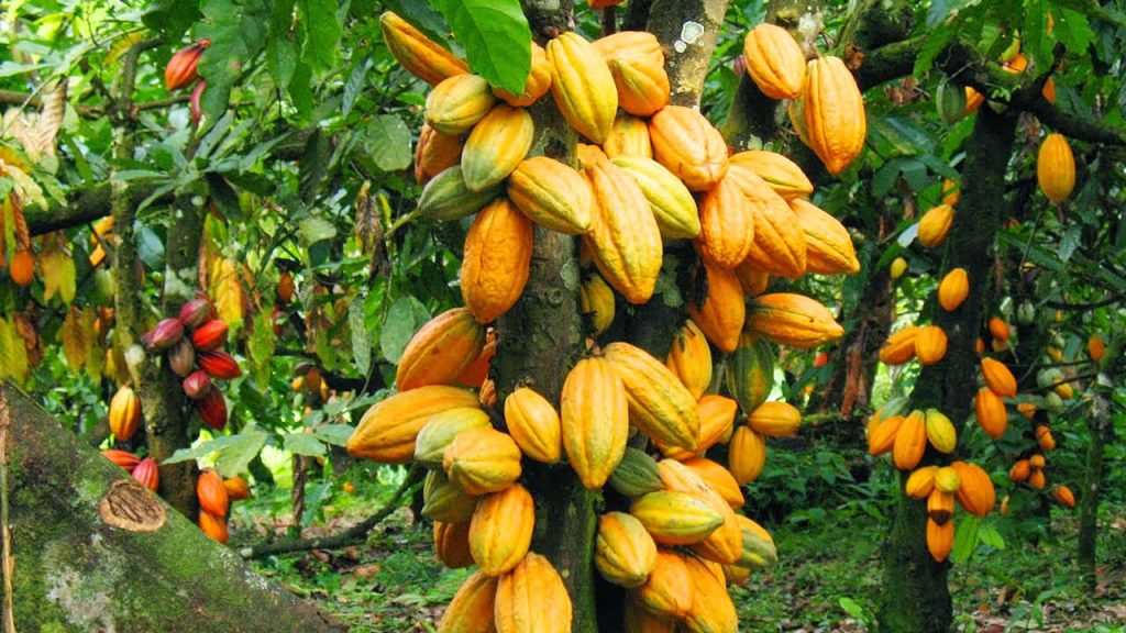 raw cocoa tree