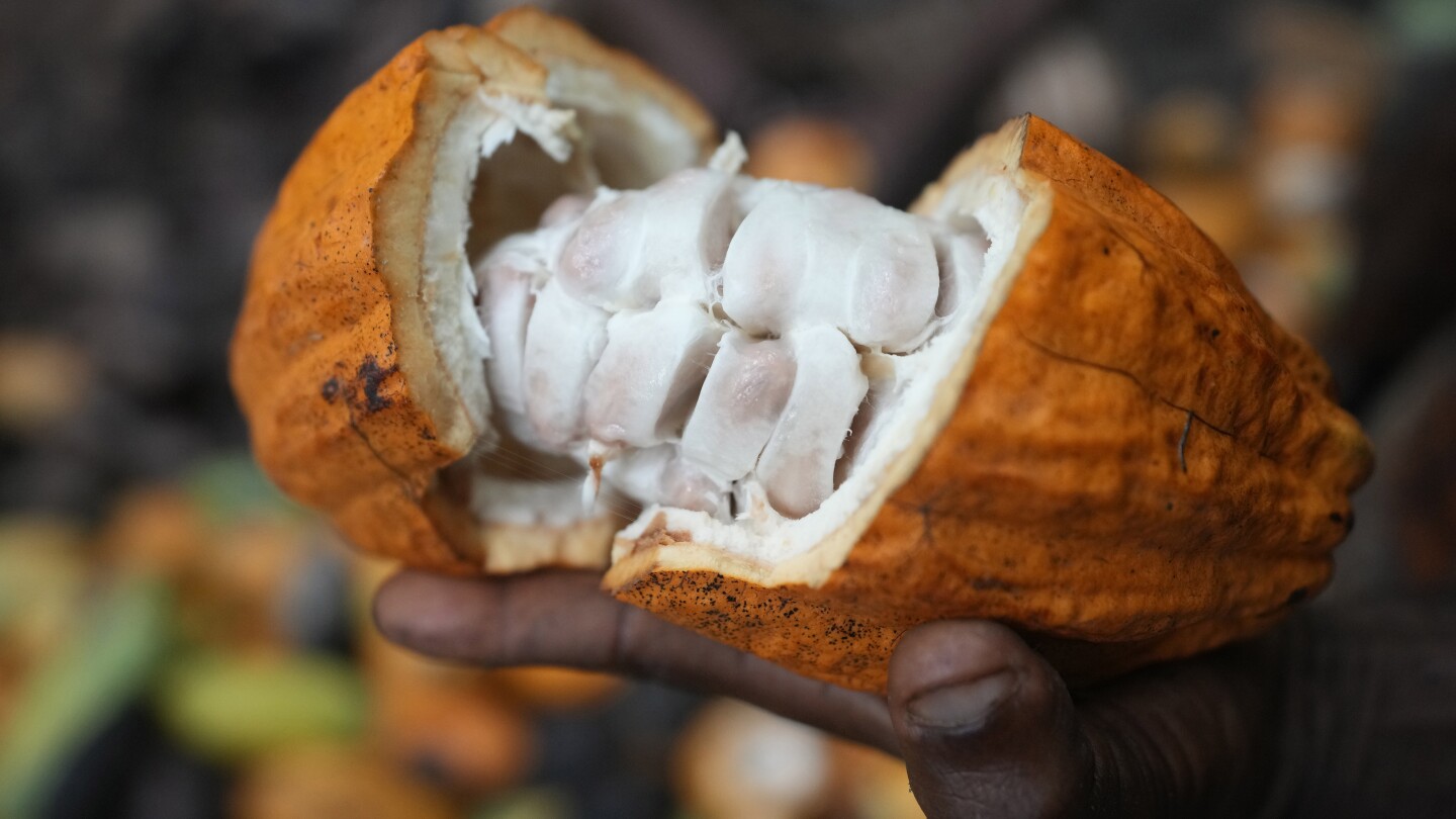 Raw Cocoa Beans