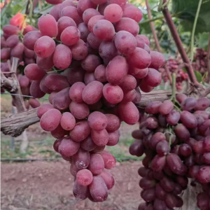 Grapes: red grapes, green grapes, organic seedless grapes