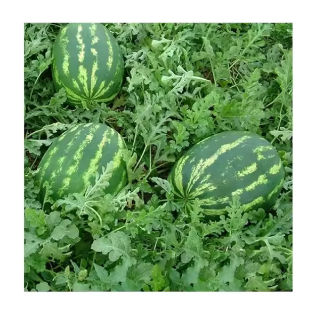 fresh-melon-attached-to-stem