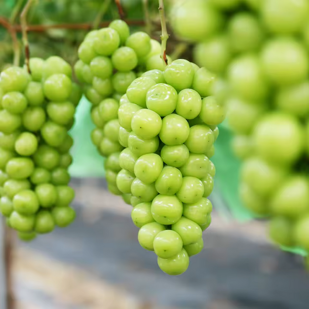 golden-finger-grapes5