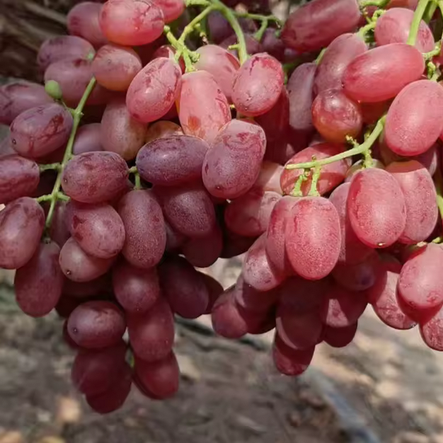 red-grapes