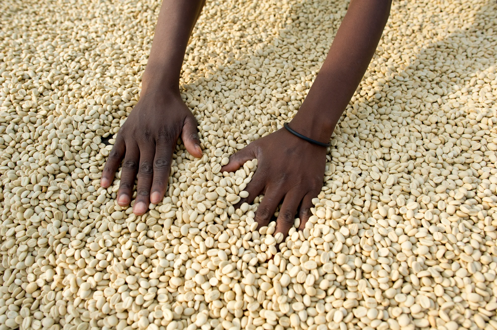 Organic Coffee Beans