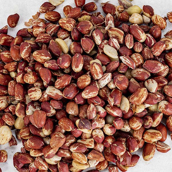 Zebra-or-Striped-Groundnut-2